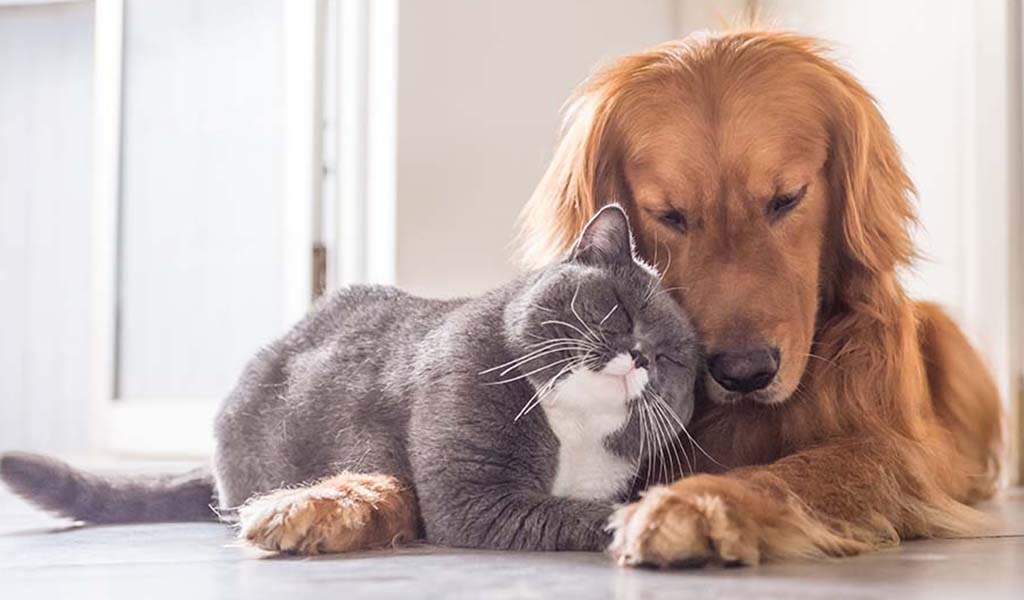 PetBioPlus Everything they Need