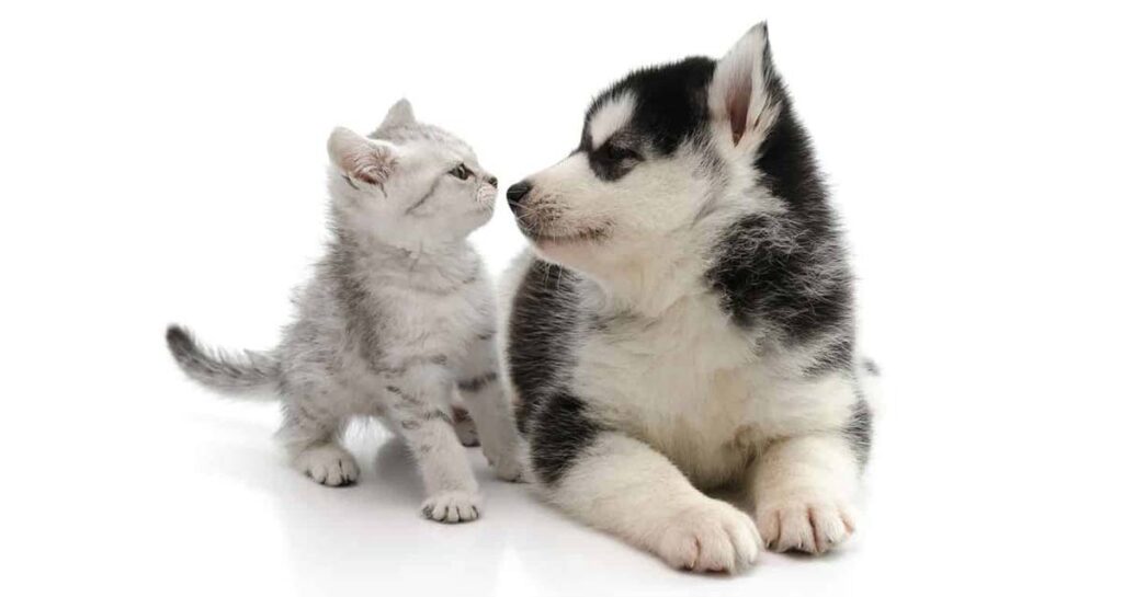 PetBioPlus Pets Our Lovely Friends